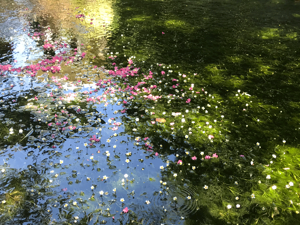 湧水の清流 地蔵川に揺れる梅花藻 Casa Felice インテリアのカーサフェリーチェ 名古屋市名東区